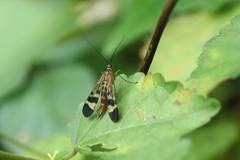 Panorpa japonica
