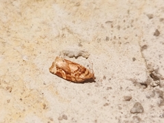Argyrotaenia montezumae