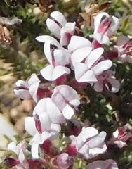 Aspalathus submissa