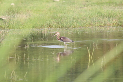 Egretta tricolor