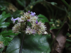 Hedyotis shiuyingiae