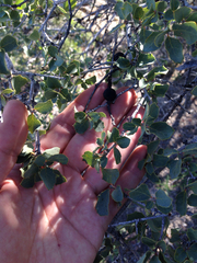 Quercus × alvordiana