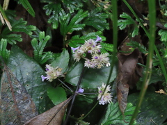 Hedyotis shiuyingiae