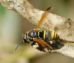 Pachodynerus guadulpensis