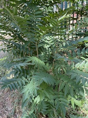 Ailanthus altissima