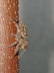 Plexippus