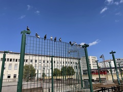 Columba livia domestica