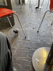 Columba livia domestica