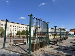 Columba livia domestica