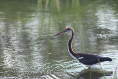 Egretta tricolor