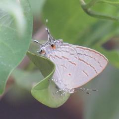 Hypolycaena philippus philippus