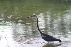 Egretta tricolor