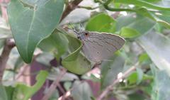 Hypolycaena philippus philippus