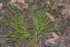 Carex inversa