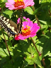 Papilio machaon hippocrates