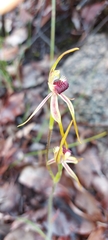Caladenia longiclavata