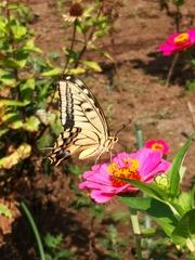 Papilio machaon hippocrates