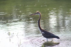Egretta tricolor