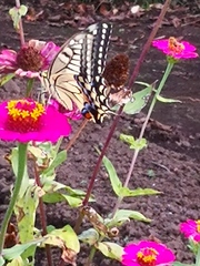 Papilio machaon hippocrates