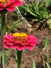 Papilio machaon hippocrates