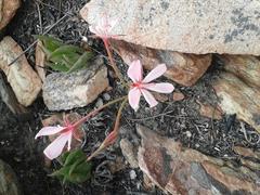Pelargonium carneum
