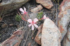Pelargonium carneum