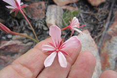 Pelargonium carneum