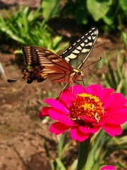 Papilio machaon hippocrates