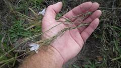 Prismatocarpus campanuloides