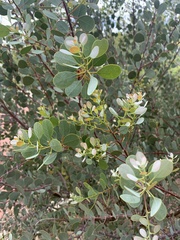 Eucalyptus minniritchi