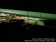 Conocephalus exemptus