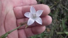 Prismatocarpus campanuloides