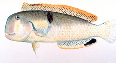 Baldwin's Razorfish photo 3