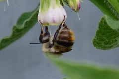 Bombus sylvarum