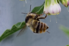 Bombus sylvarum
