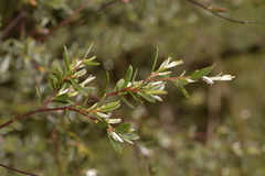 Leptospermum brevipes