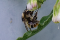 Bombus sylvarum