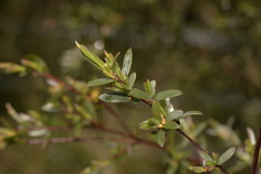 Leptospermum brevipes