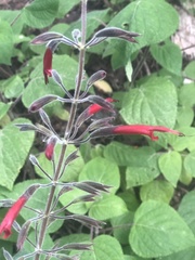 Salvia longistyla