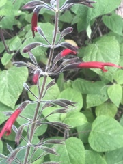 Salvia longistyla