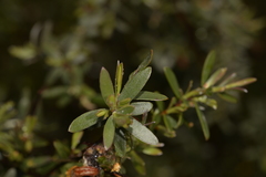 Leptospermum brevipes