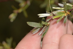Leptospermum brevipes