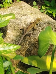 Calotes versicolor