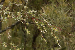 Leptospermum brevipes