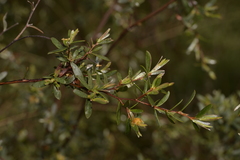 Leptospermum brevipes