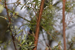 Leptospermum brevipes