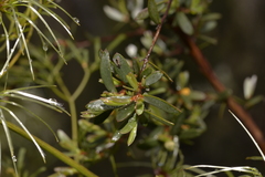 Leptospermum brevipes