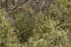 Leptospermum brevipes