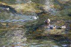 Anas platyrhynchos conboschas