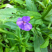 Allegheny Monkey-Flower - Photo (c) Charlie Hohn, some rights reserved (CC BY), uploaded by Charlie Hohn